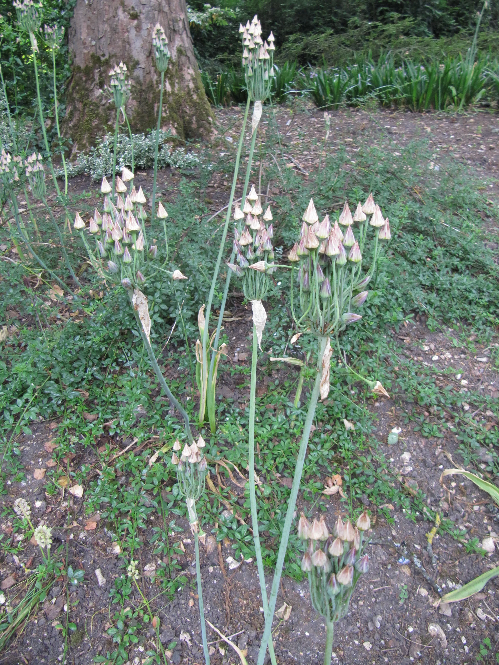 Nectaroscordum siculum, Allium <br>MEDITERRANEAN BELLS, SICILIAN HONEY GARLIC - Image 3