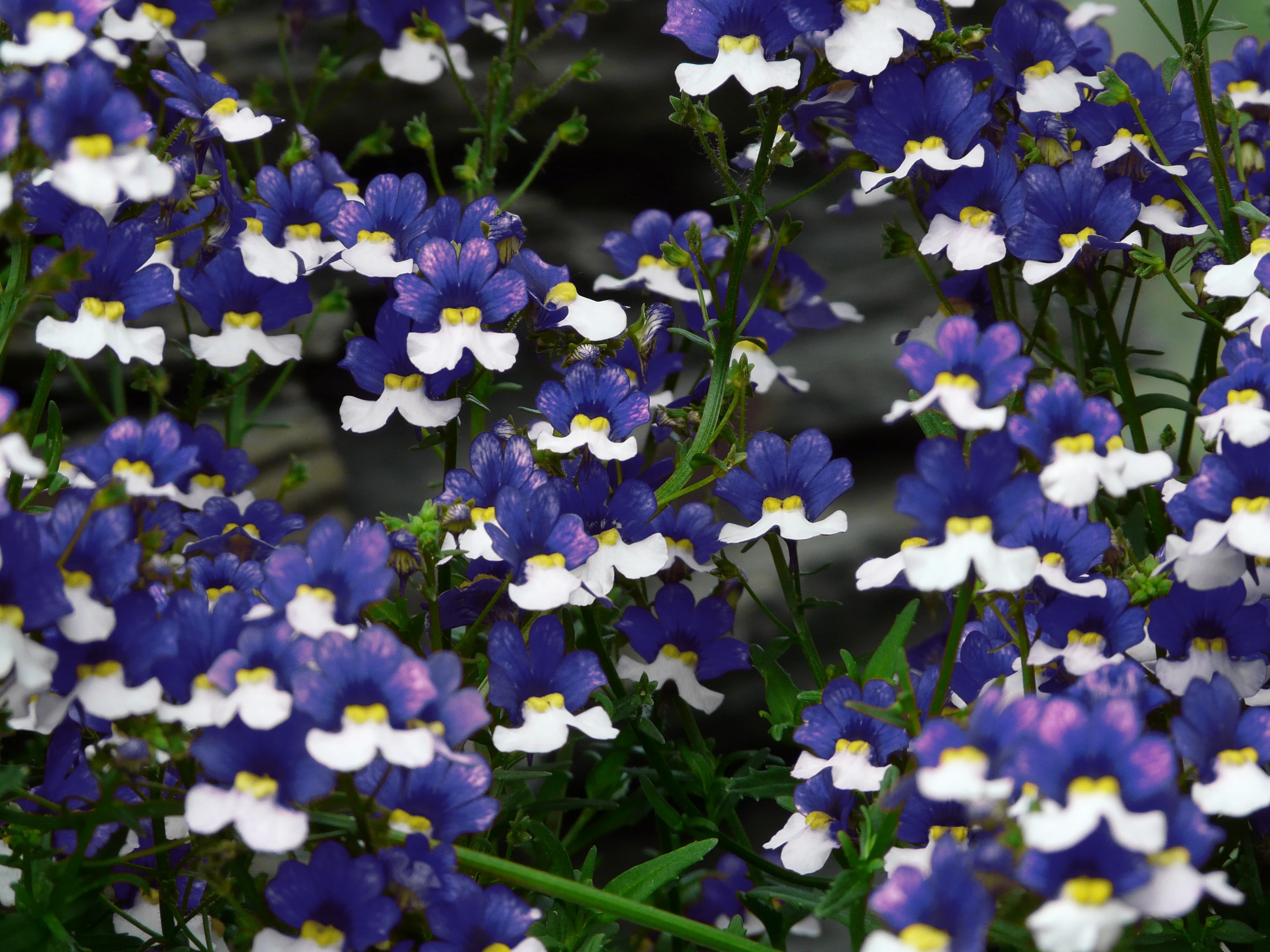 Nemesia strumosa <br>BLUE & WHITE NEMESIA