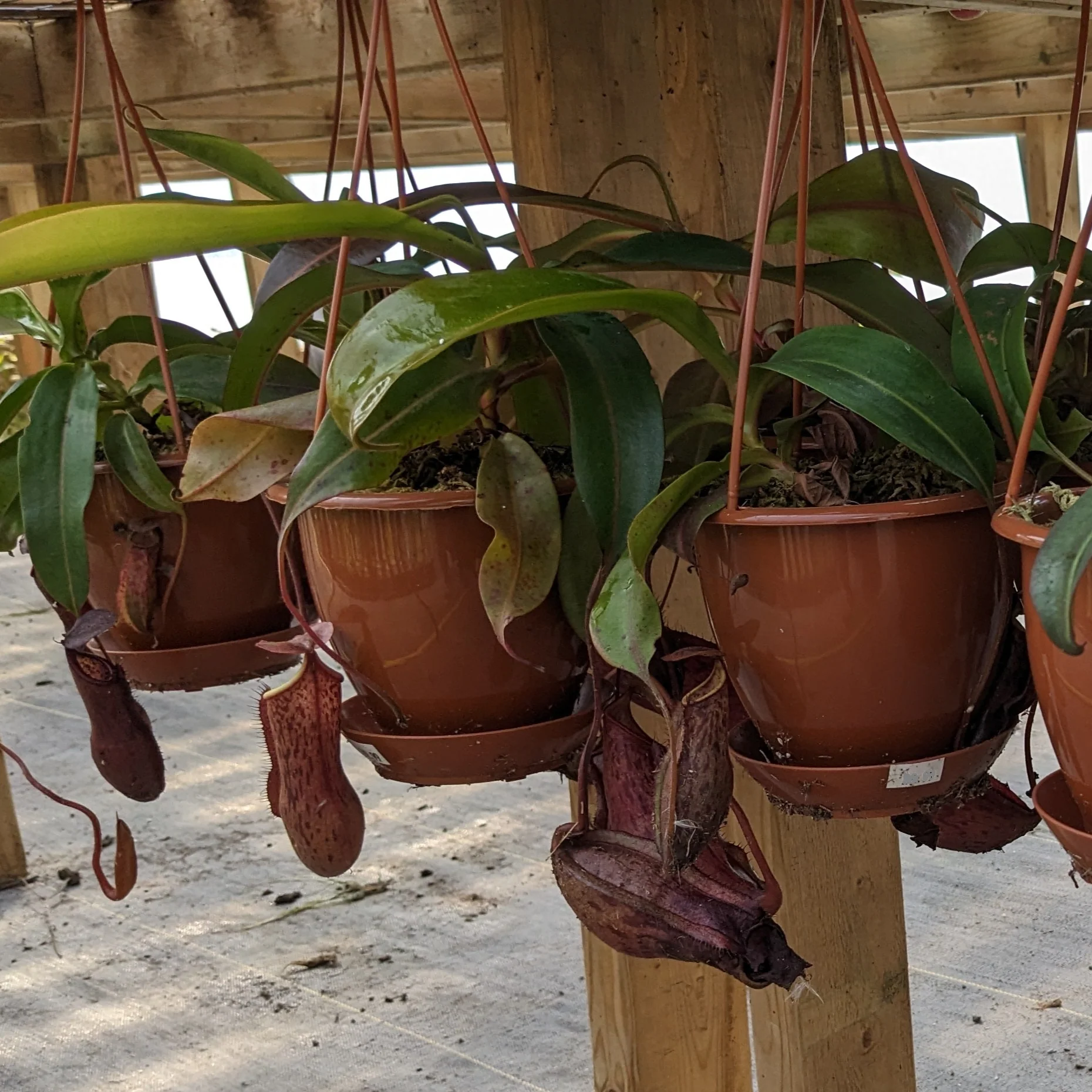 Live Plants