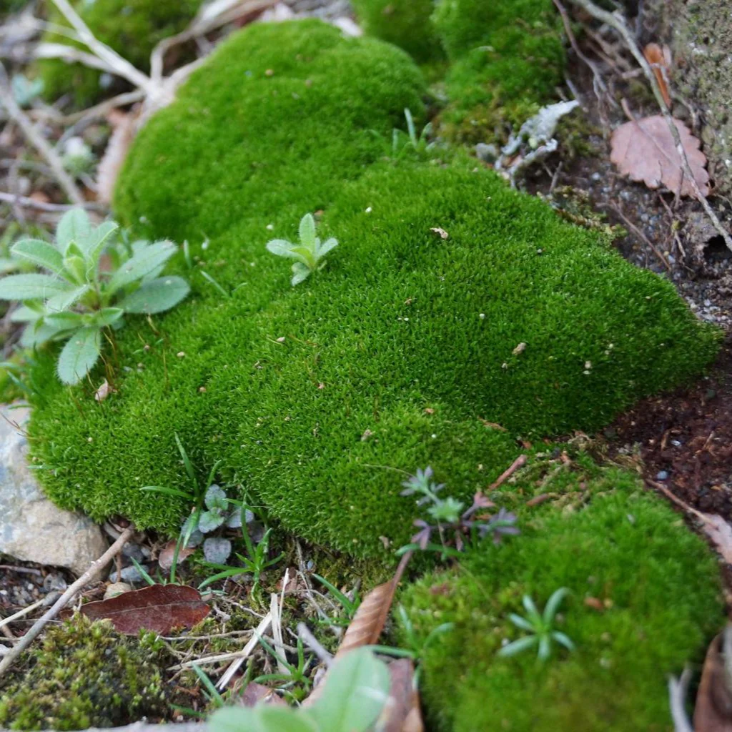 Scleranthus biflorus var. uniflorus <br>NEW ZEALAND MOSS, KNAWEL