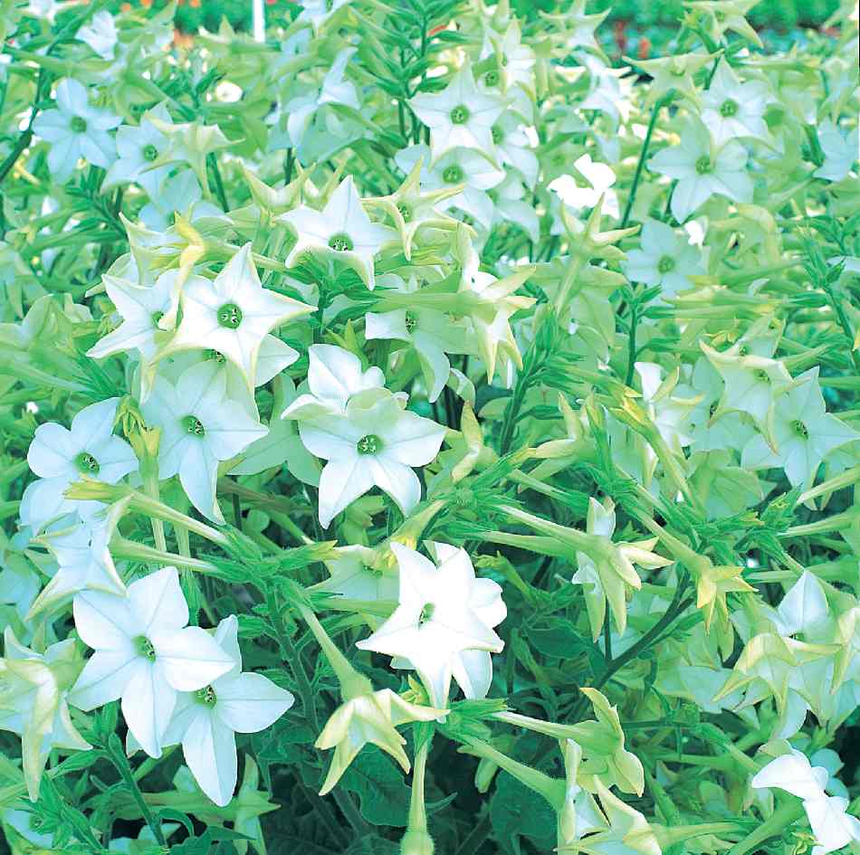 Nicotiana sanderae <br>PERFUME WHITE TOBACCO - Image 2