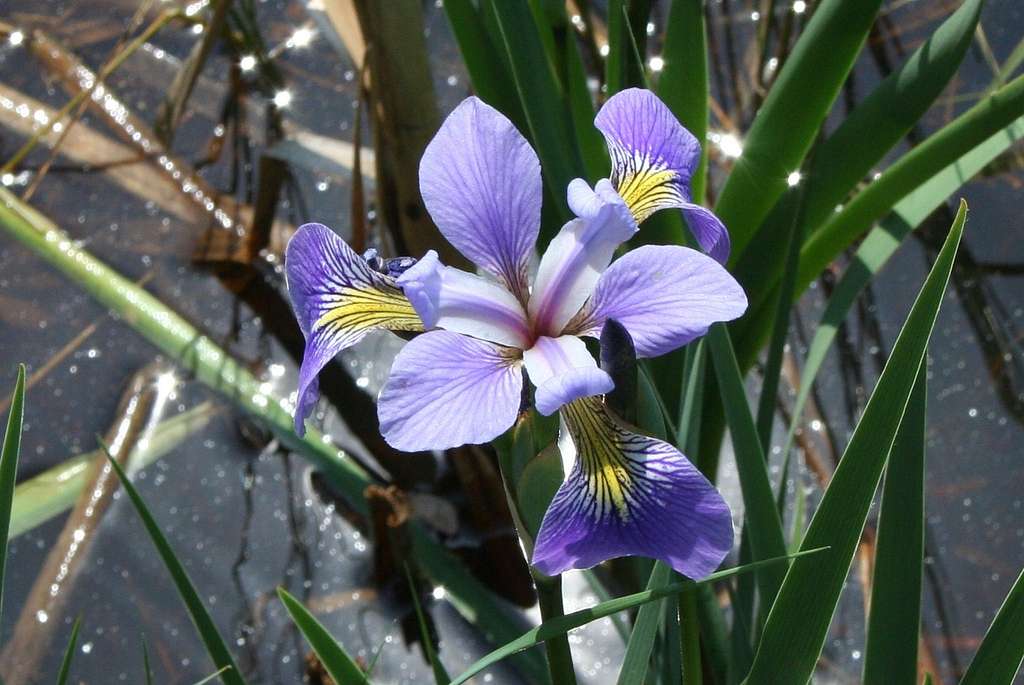 Iris versicolor <br>HARLEQUIN FLAG IRIS, NORTHERN BLUE FLAG