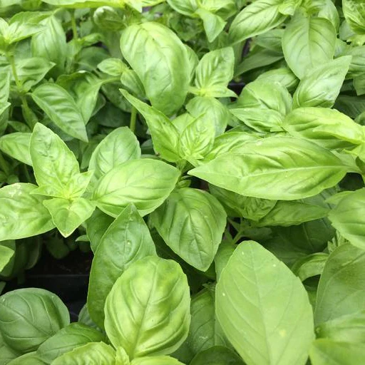 Ocimum basilicum <br>CINNAMON BASIL