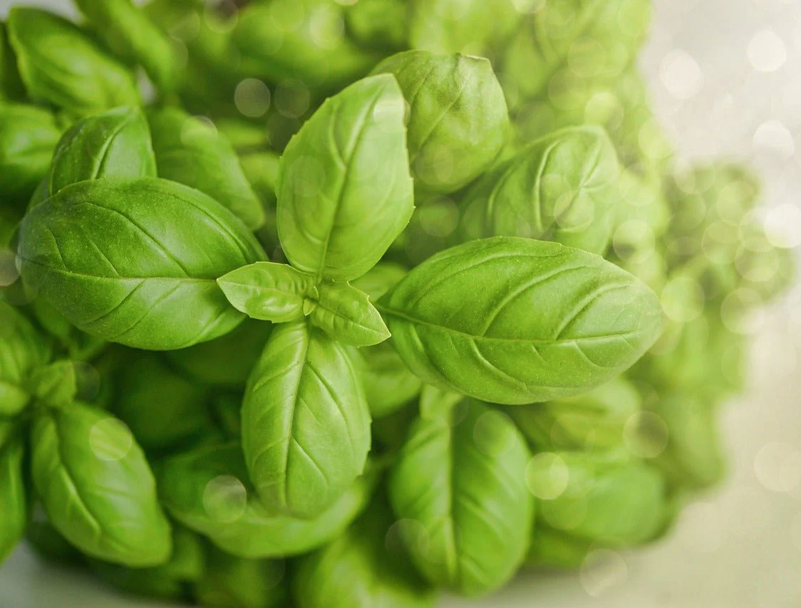 Ocimum basilicum <br>LEMON BASIL