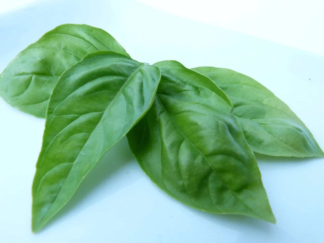 Ocimum basilicum <br>LICORICE BASIL - Image 2