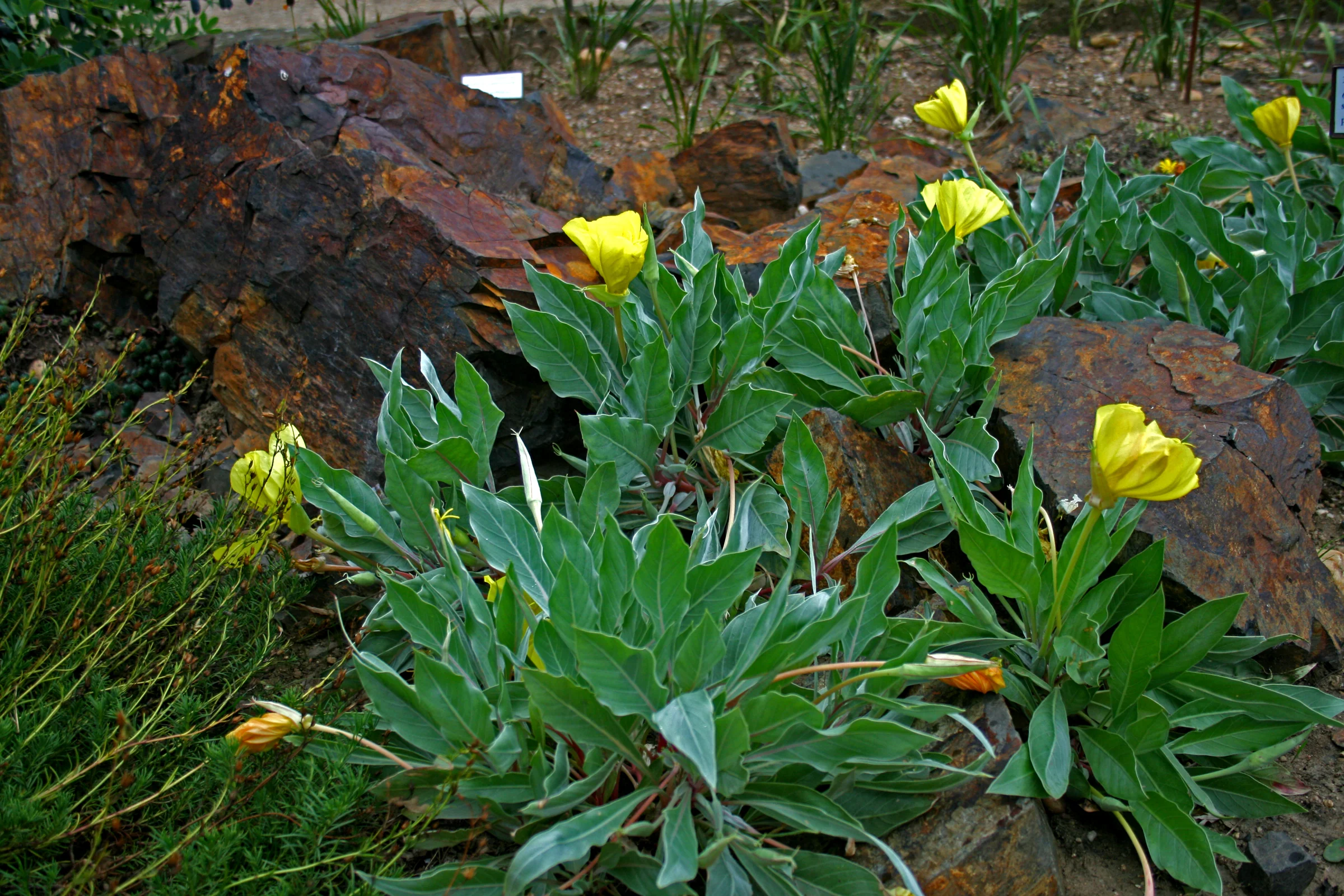 Oenothera macrocarpa, O. missouriensis <br>MISSOURI EVENING PRIMROSE - Image 2