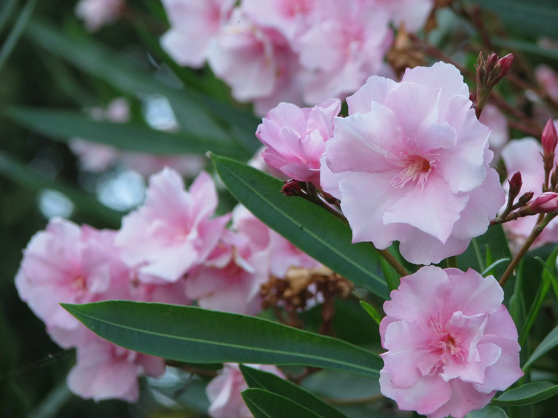 Nerium <br>OLEANDER MIX - Image 8