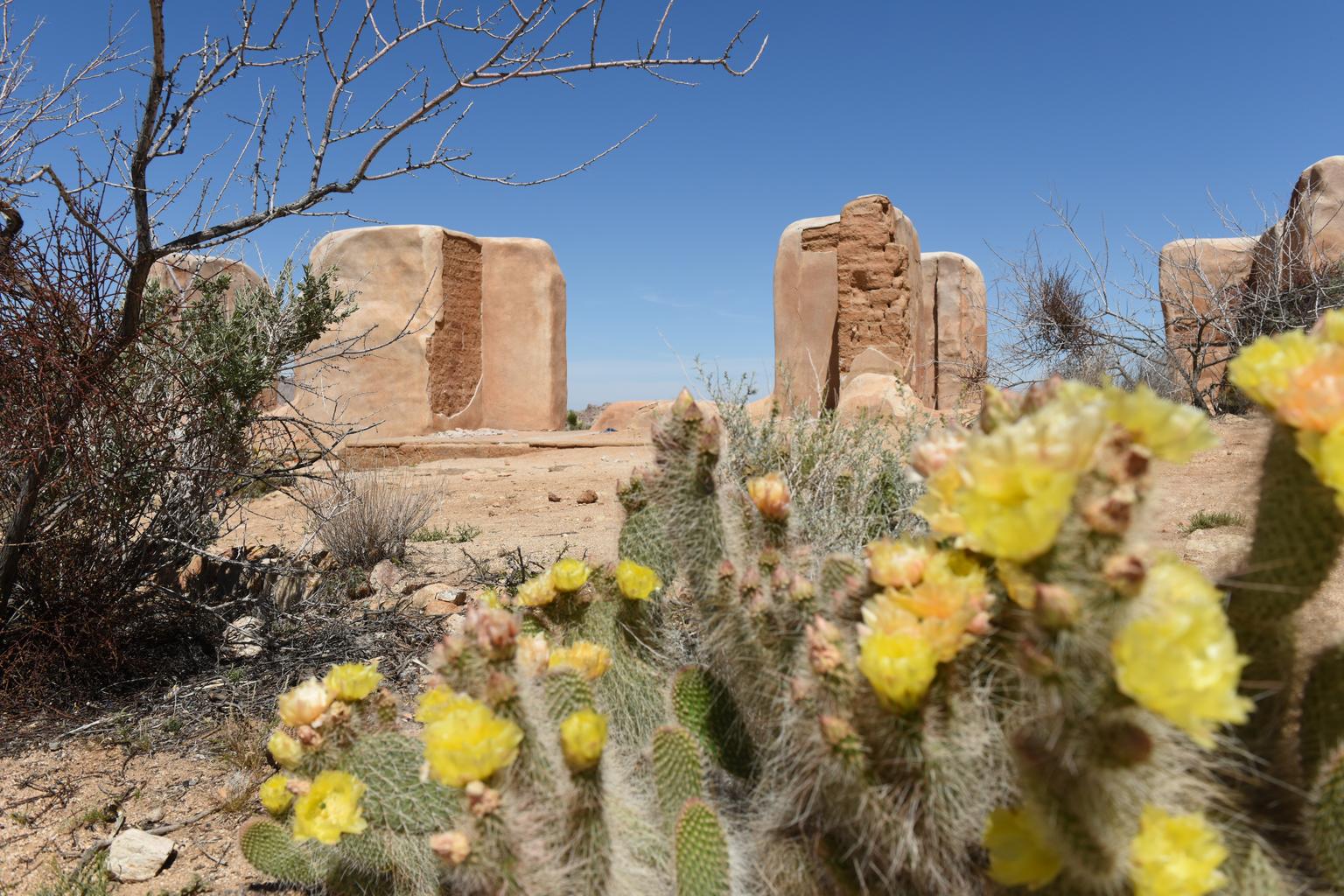 Opuntia polyacantha <br>PRICKLY PEAR, YELLOW FLOWERS - Image 2