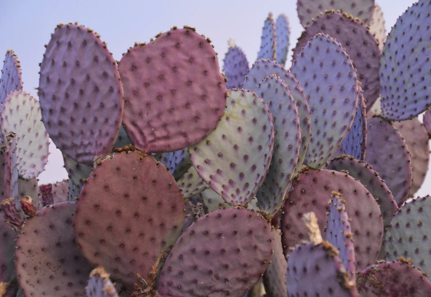 Opuntia santarita <br>SANTA RITA PURPLE PRICKLY PEAR CACTUS