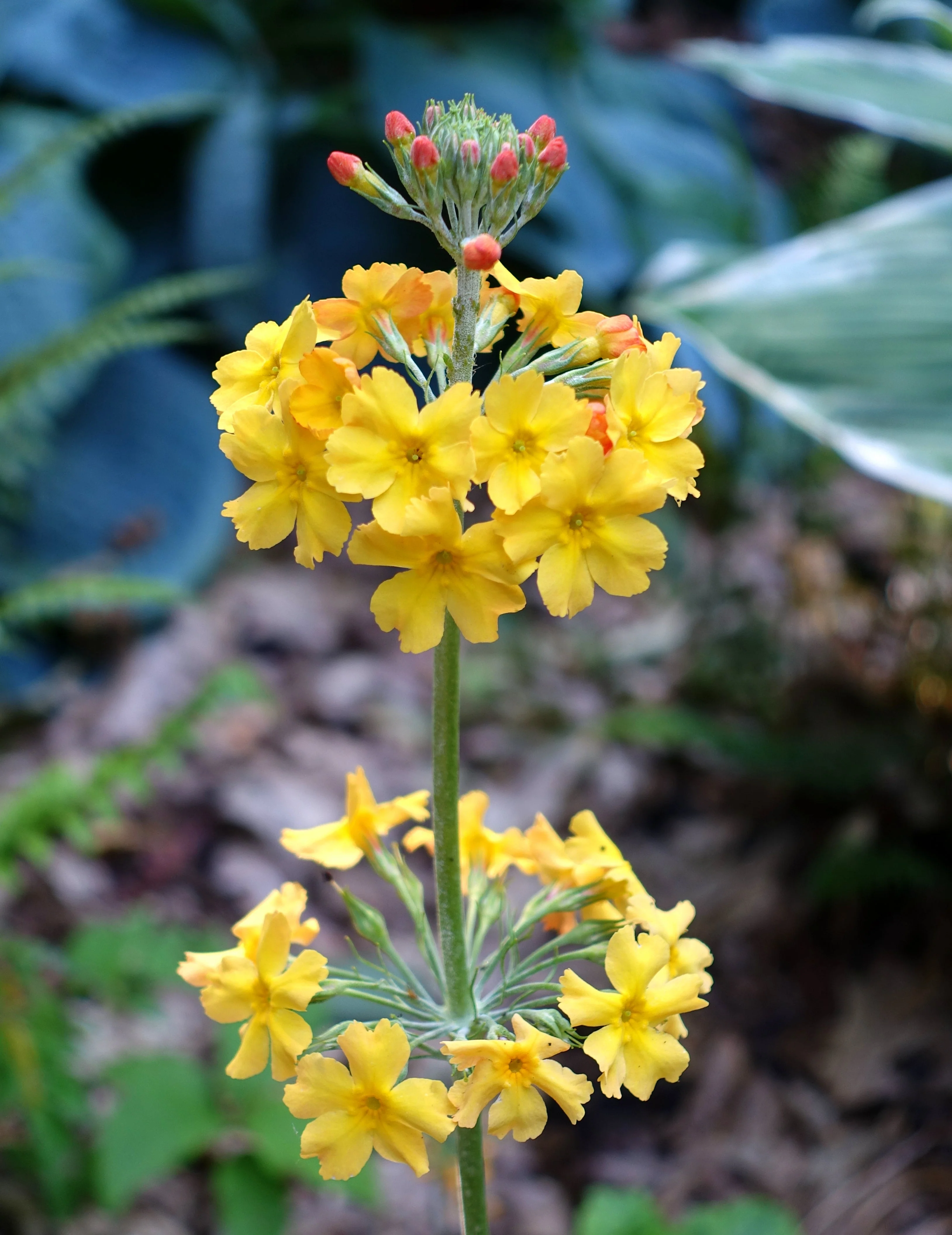 Primula bulleyana <br>PRIMULA CANDELABRA