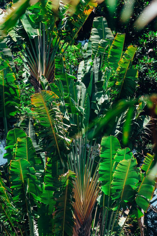 Ravenala ambanja <br>RED TRAVELLERS PALM