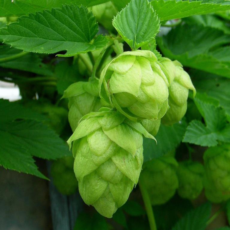 Humulus lupulus <br>COMMON HOPS - Image 2