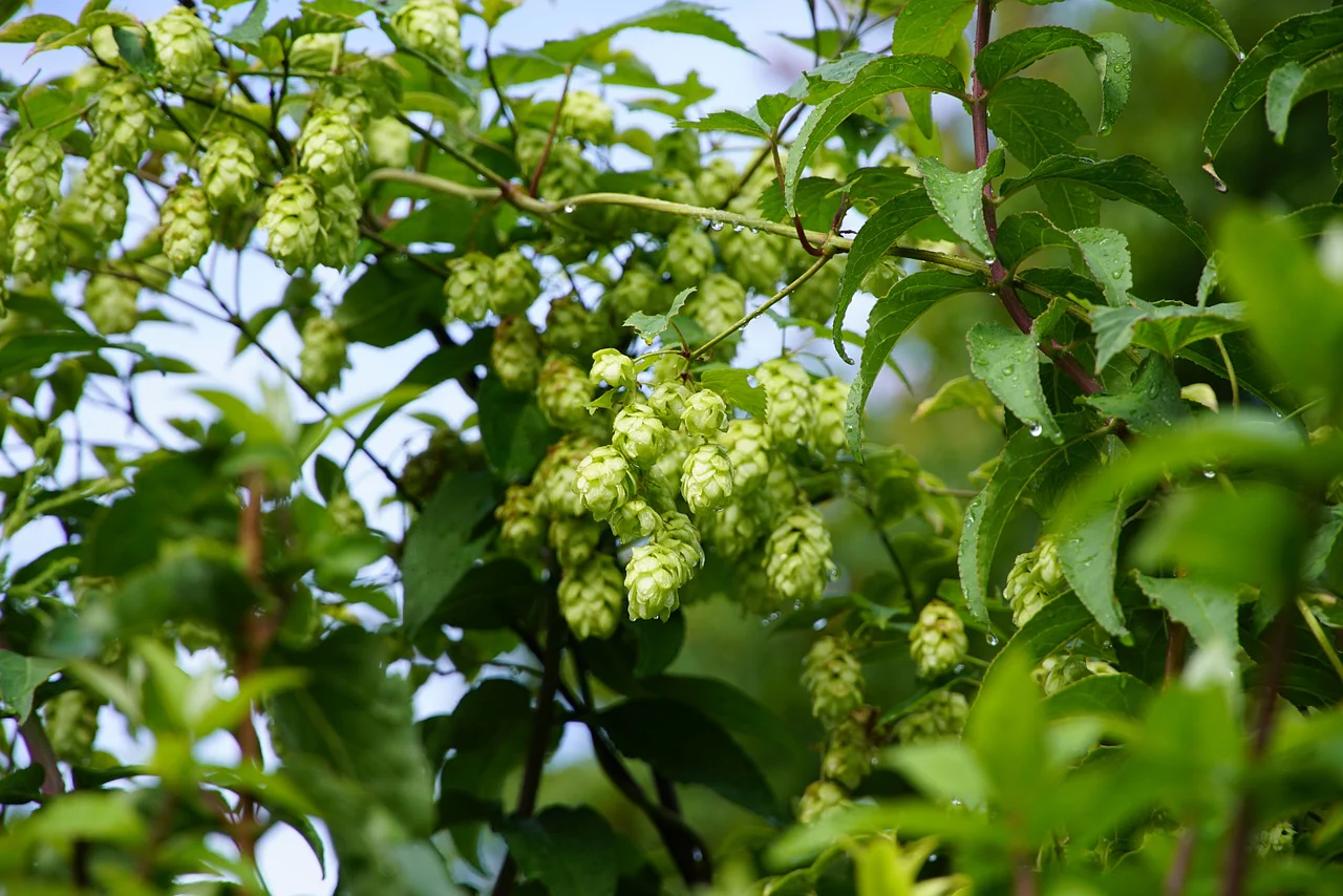 Humulus lupulus <br>COMMON HOPS - Image 3