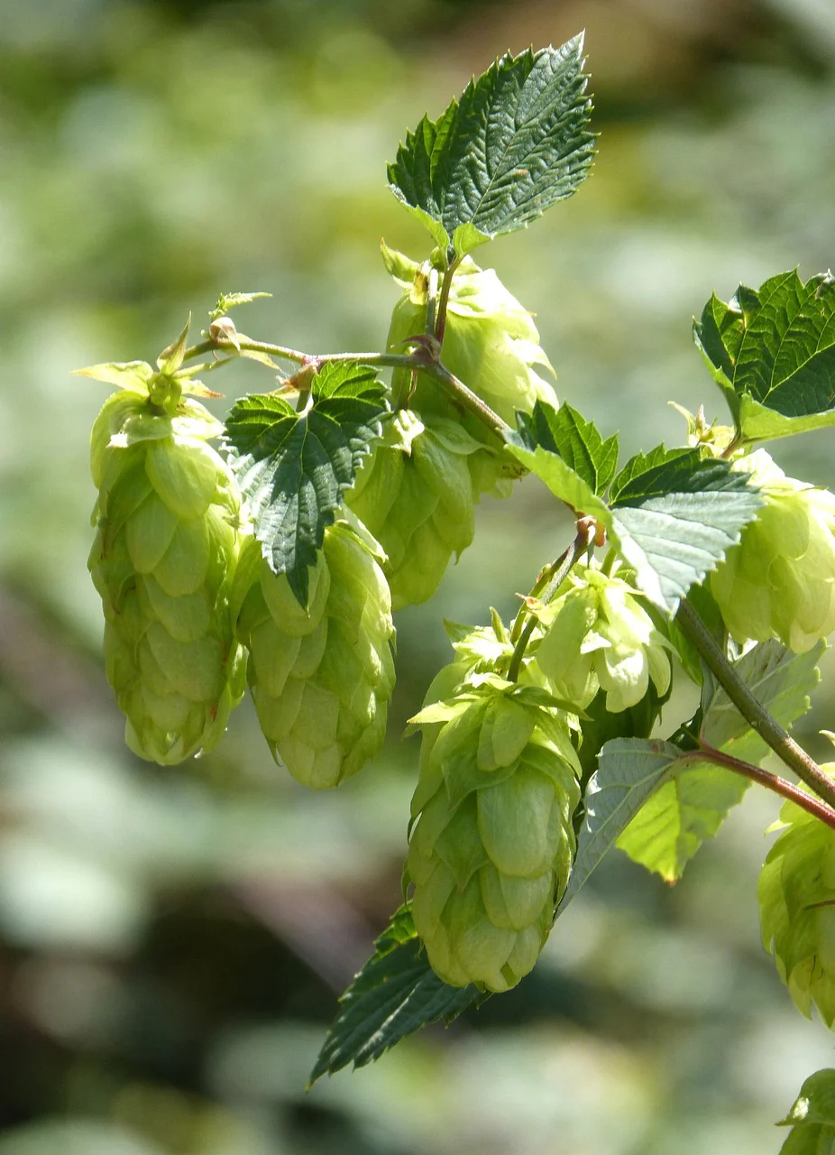 Humulus lupulus <br>COMMON HOPS - Image 4