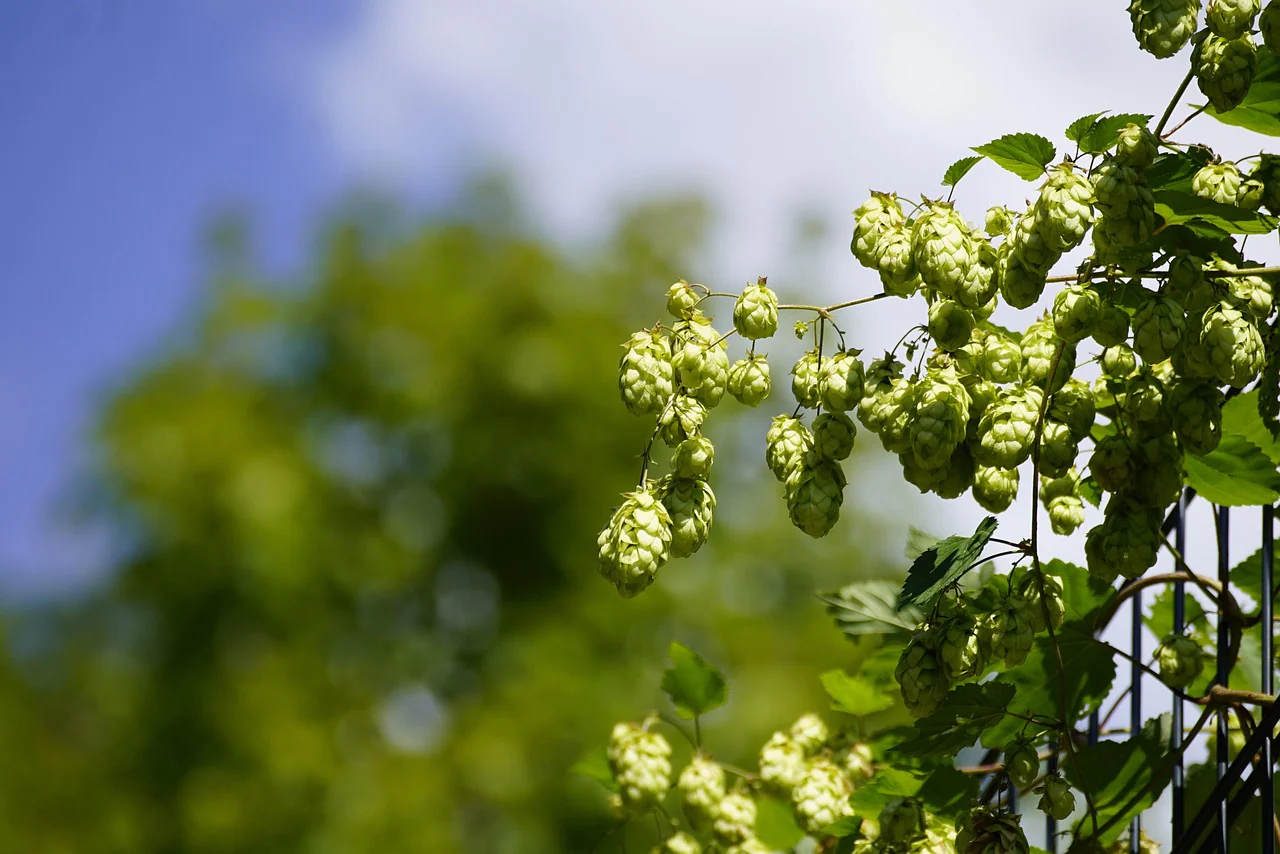 Humulus lupulus <br>COMMON HOPS - Image 5