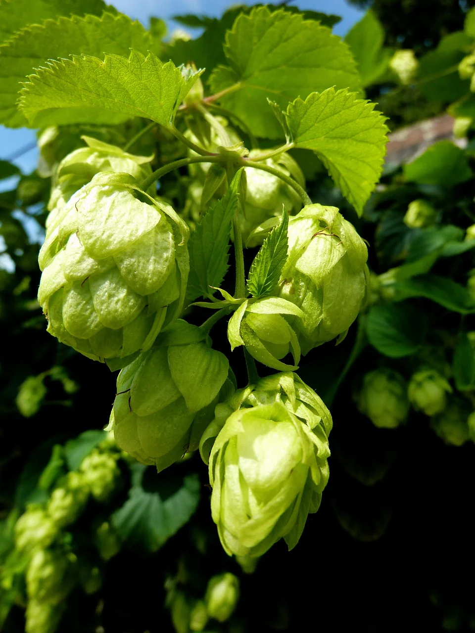 Humulus lupulus <br>COMMON HOPS - Image 6