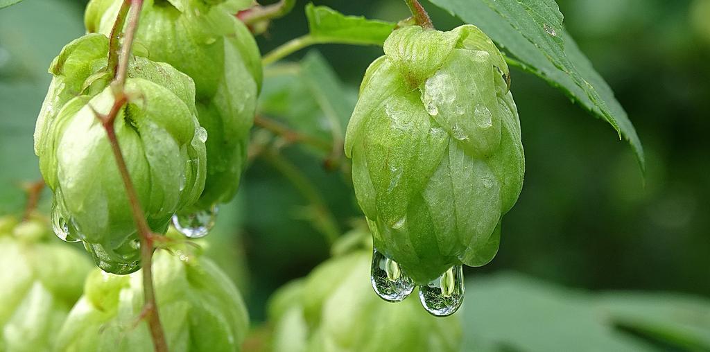 Humulus lupulus <br>COMMON HOPS - Image 7