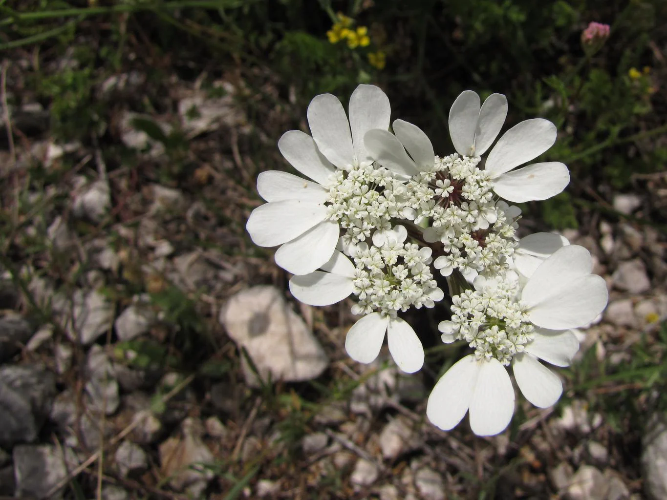 Orlaya grandiflora <br>WHITE LACE, WHITE FINCH