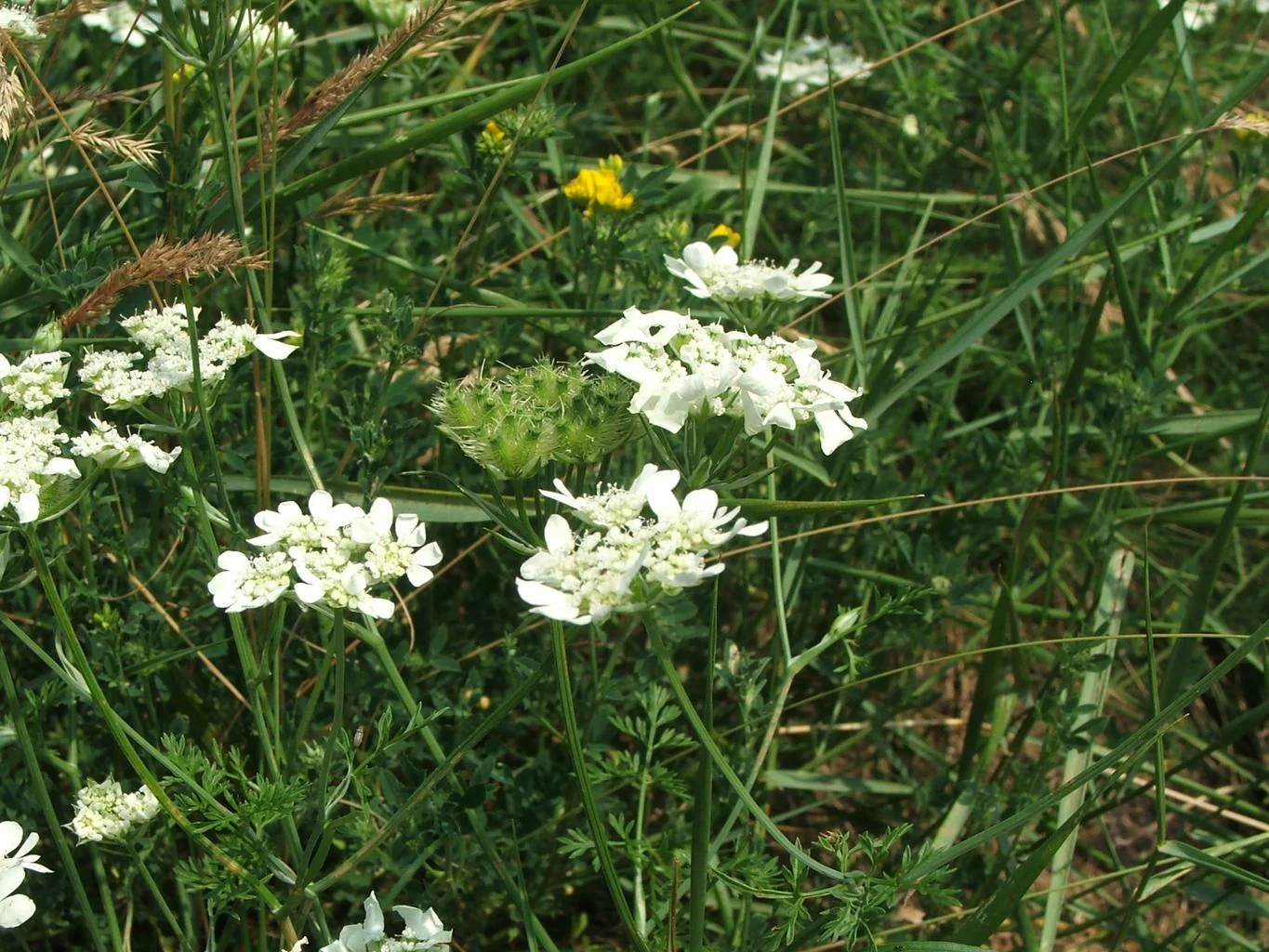 Orlaya grandiflora <br>WHITE LACE, WHITE FINCH - Image 2