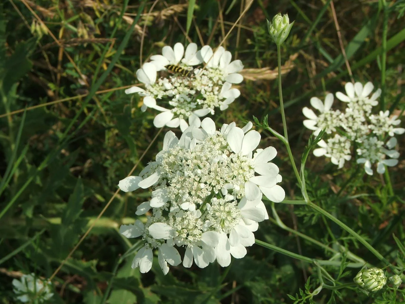 Orlaya grandiflora <br>WHITE LACE, WHITE FINCH - Image 3