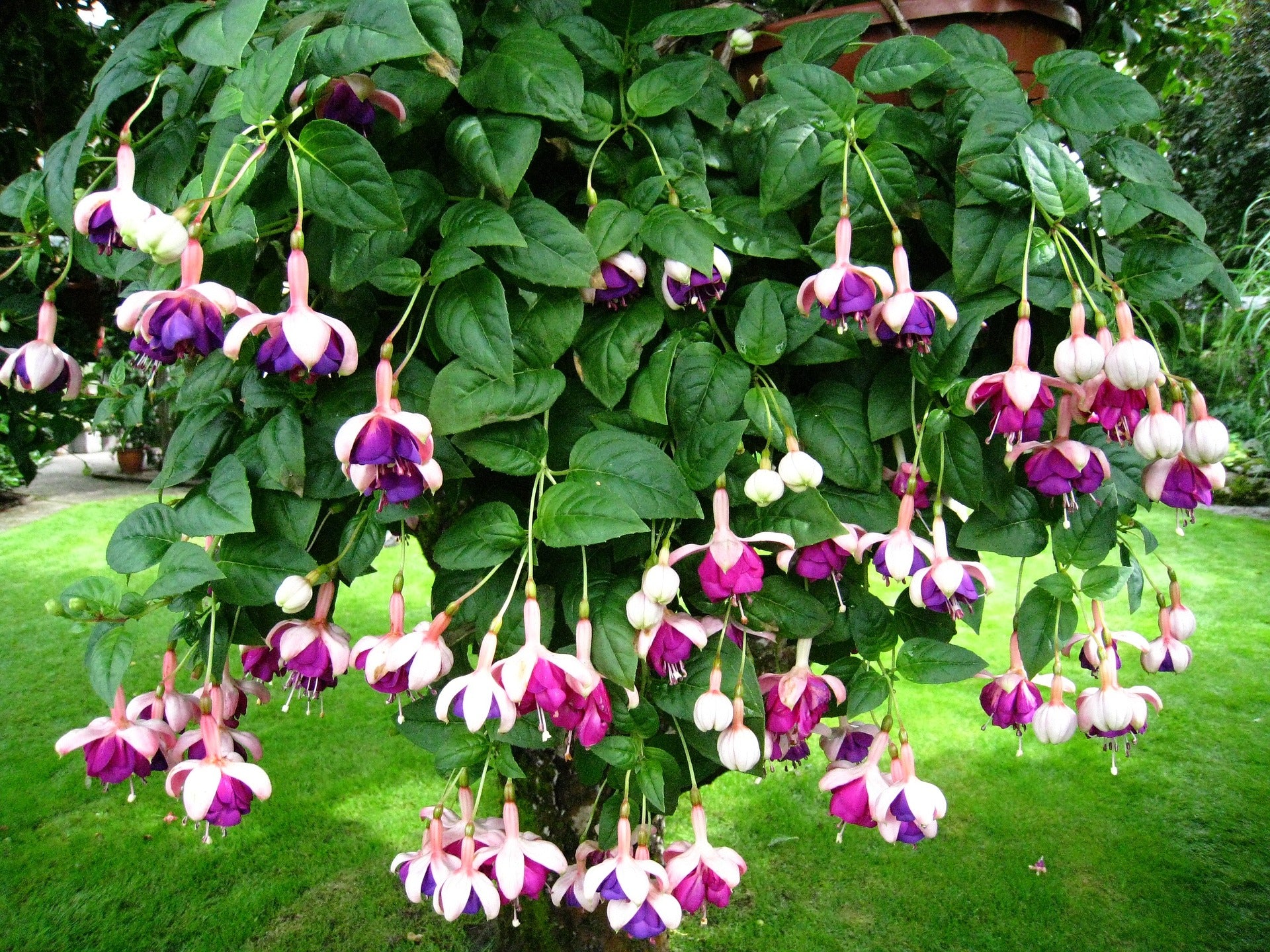 Fuchsia <br>ORNAMENTAL FUCHSIA MIX - Image 3