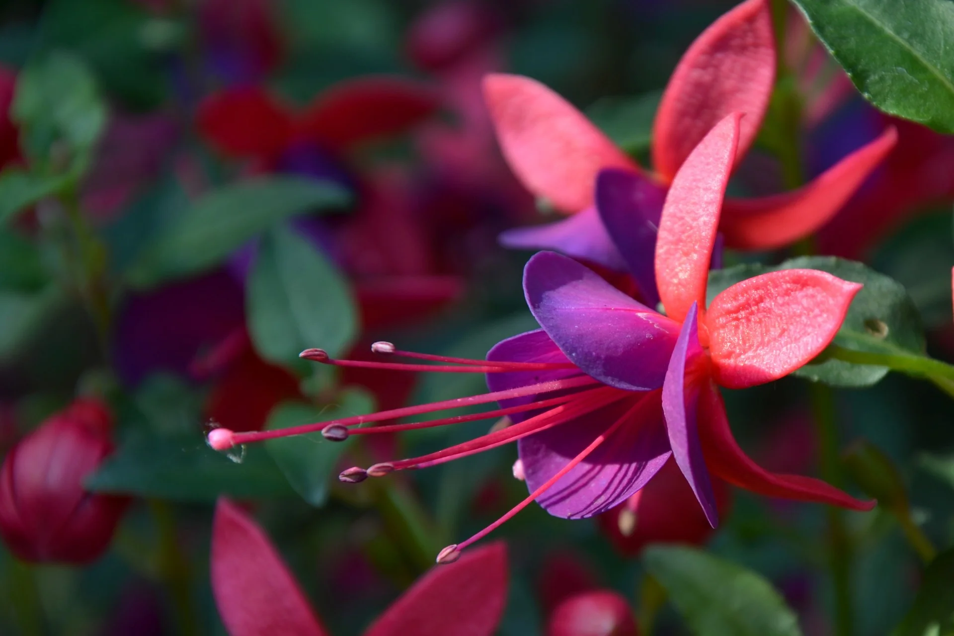 Fuchsia <br>ORNAMENTAL FUCHSIA MIX - Image 4