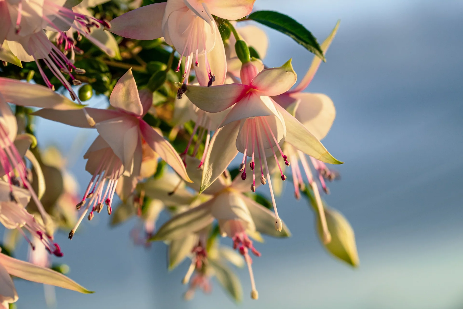 Fuchsia <br>ORNAMENTAL FUCHSIA MIX - Image 5