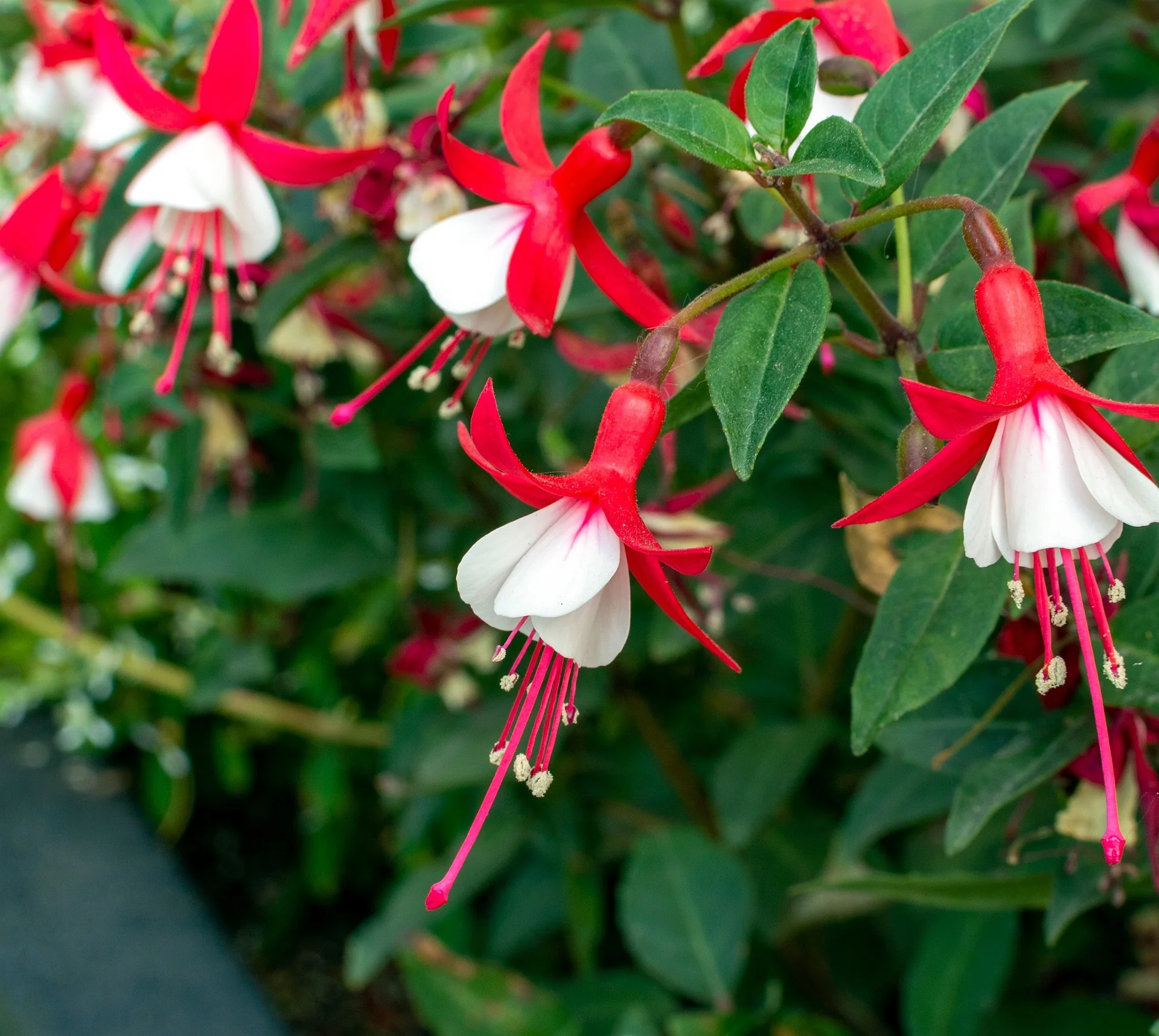 Fuchsia <br>ORNAMENTAL FUCHSIA MIX - Image 6
