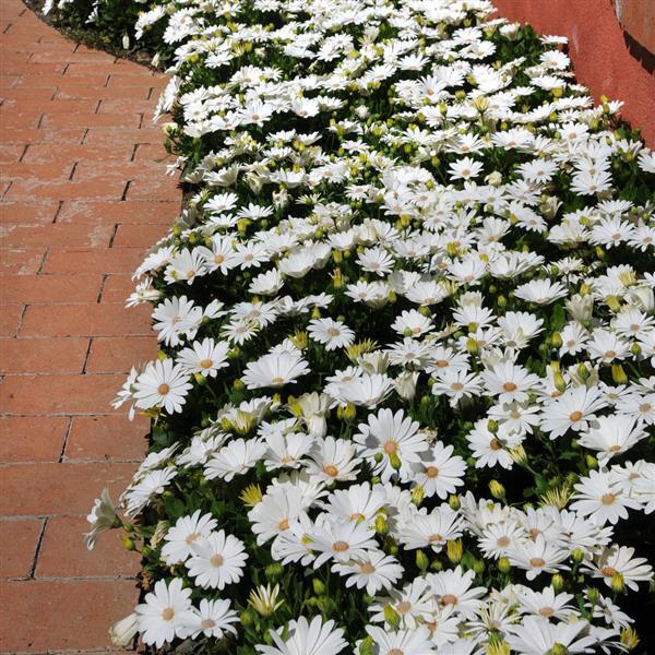 Osteospermum ecklonis <br>AFRICAN DAISY AKILA WHITE - Image 2
