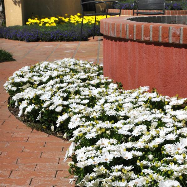 Osteospermum ecklonis <br>AFRICAN DAISY AKILA WHITE - Image 3