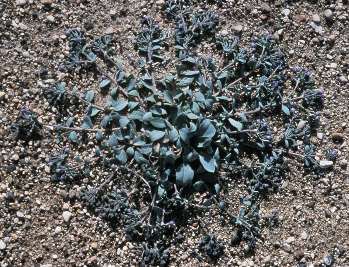 Mertensia maritima <br>OYSTERLEAF