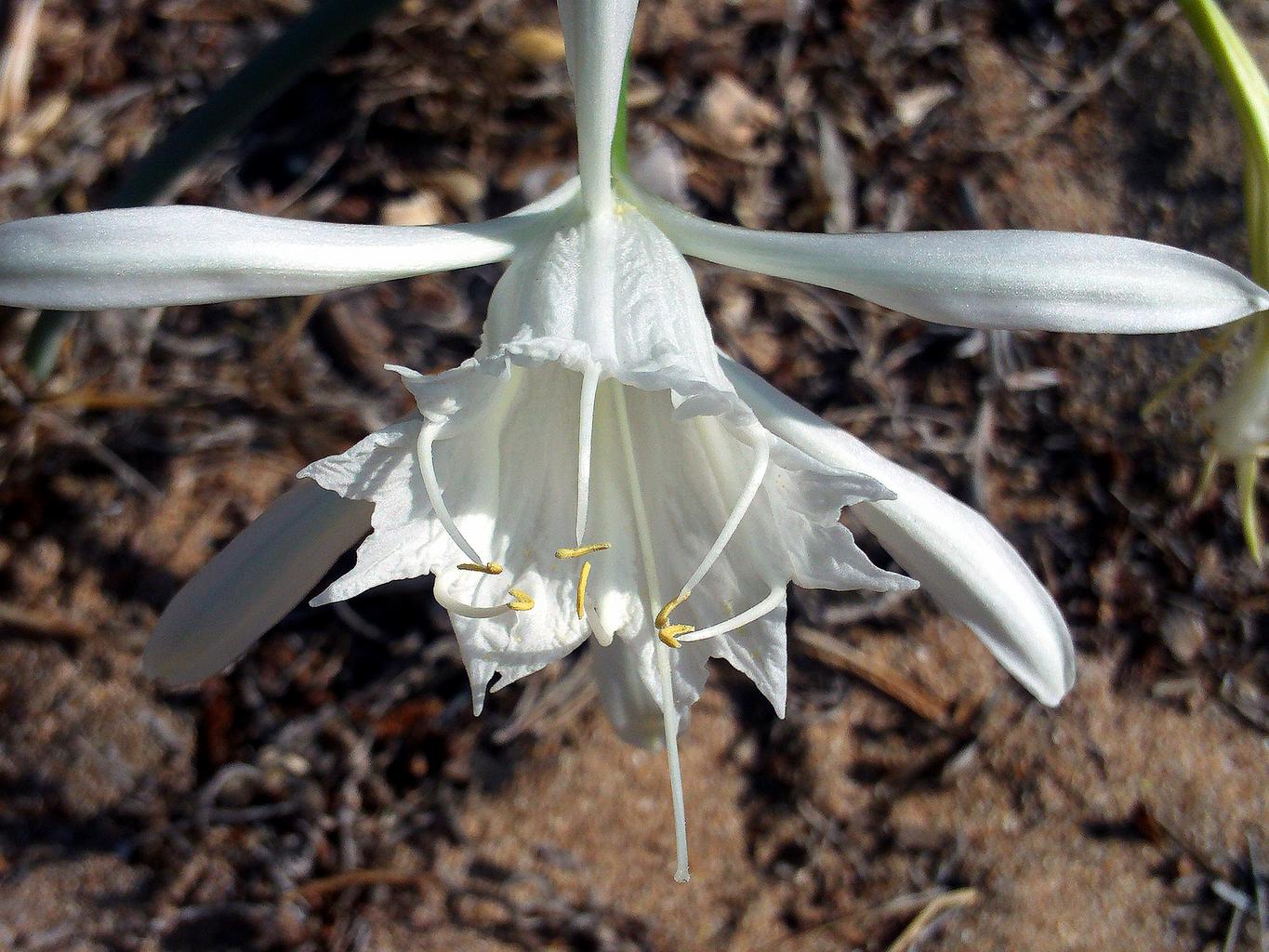 Pancratium maritimum <br>SAND LILY