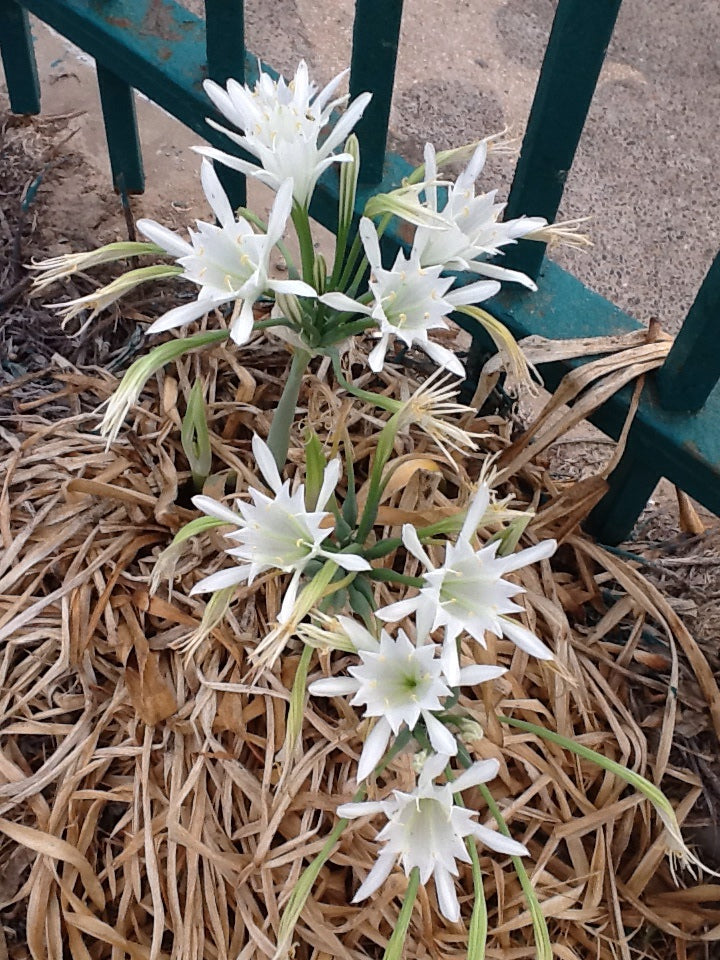 Pancratium maritimum <br>SAND LILY - Image 2