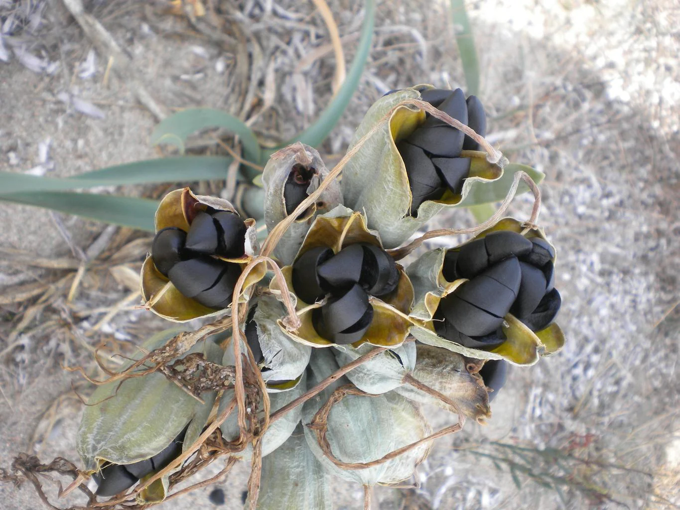 Pancratium maritimum <br>SAND LILY - Image 3