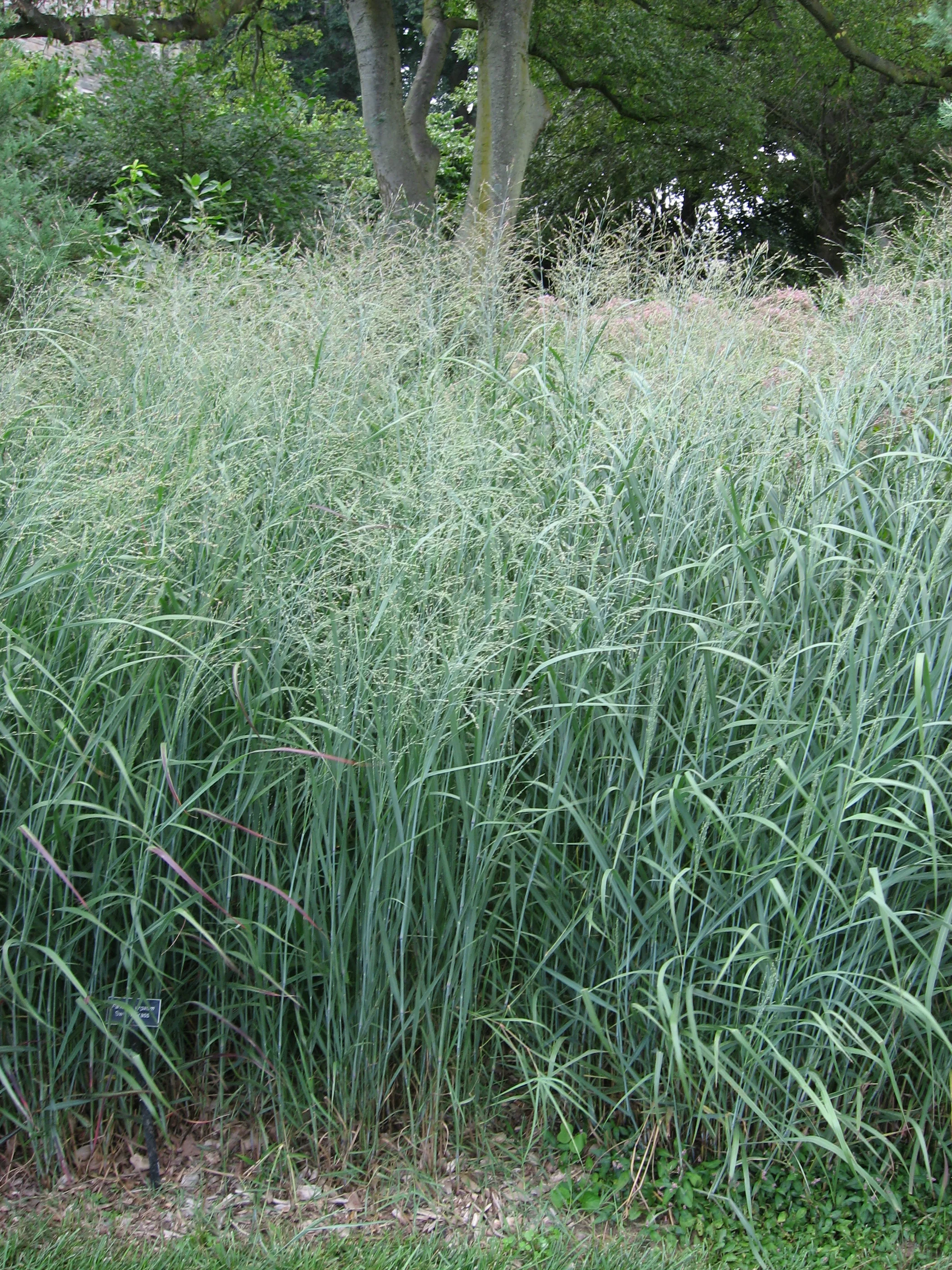 Panicum virgatum <br>BLUE GIANT SWITCHGRASS - Image 2