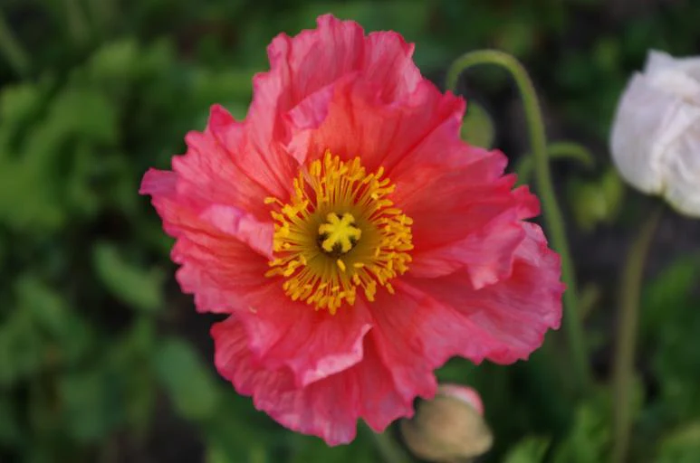 Papaver nudicaule <br>ICELAND POPPY MIX (COMPACT) - Image 2