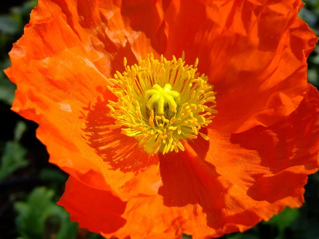 Papaver nudicaule <br>ICELAND POPPY MIX (COMPACT) - Image 3
