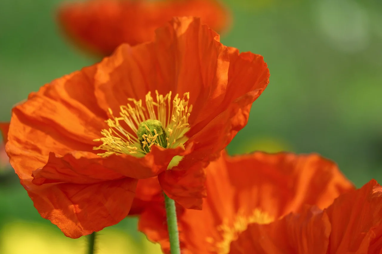 Papaver nudicaule <br>ICELAND POPPY MIX (COMPACT) - Image 4