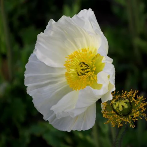 Papaver nudicaule <br>ICELAND POPPY MIX (COMPACT) - Image 5