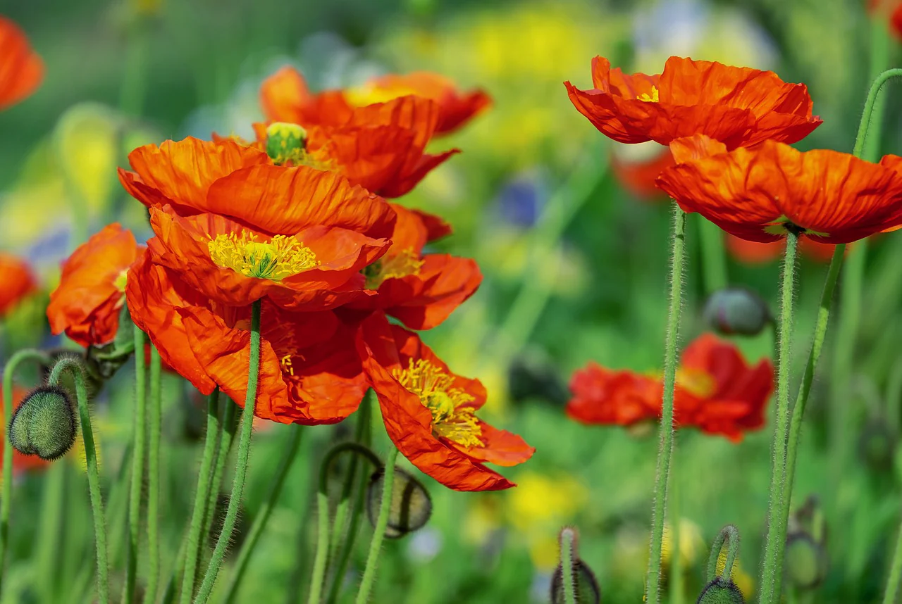 Papaver nudicaule <br>ICELAND POPPY RED BUBBLES - Image 2