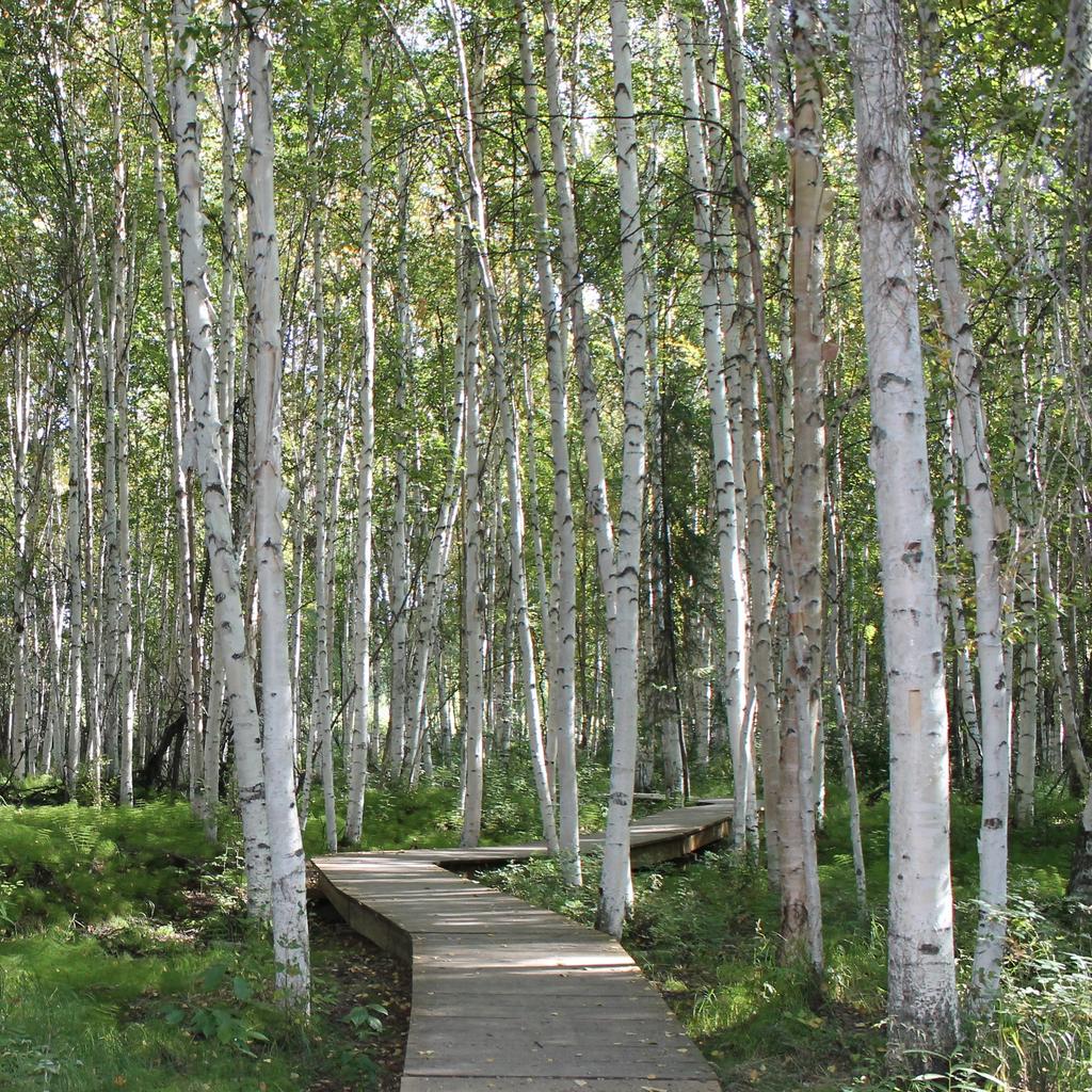 Betula papyrifera <br>PAPER BIRCH