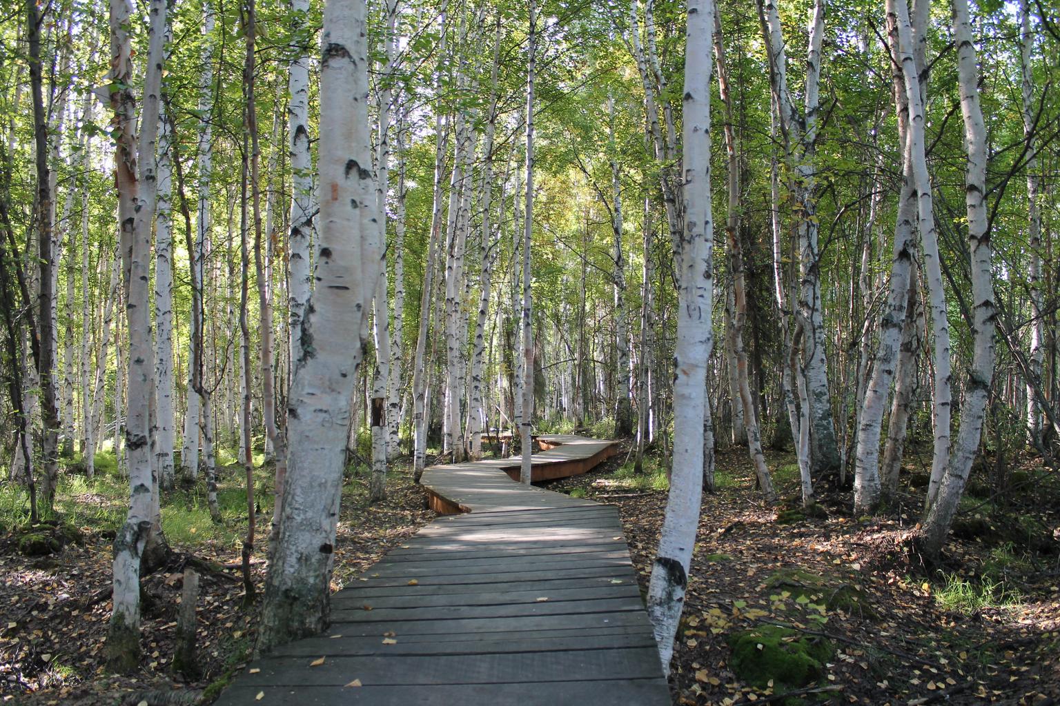 Betula papyrifera <br>PAPER BIRCH - Image 2