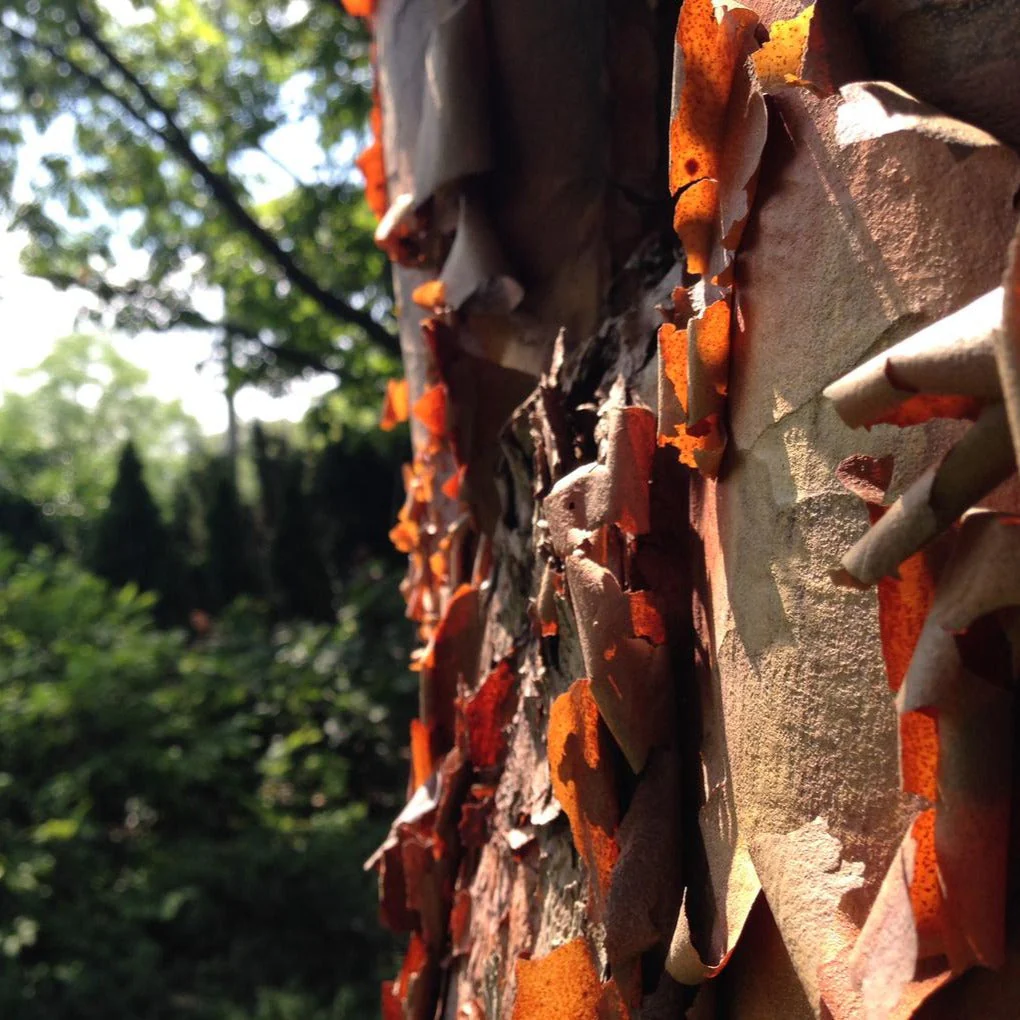 Acer griseum <br>PAPERBARK MAPLE.