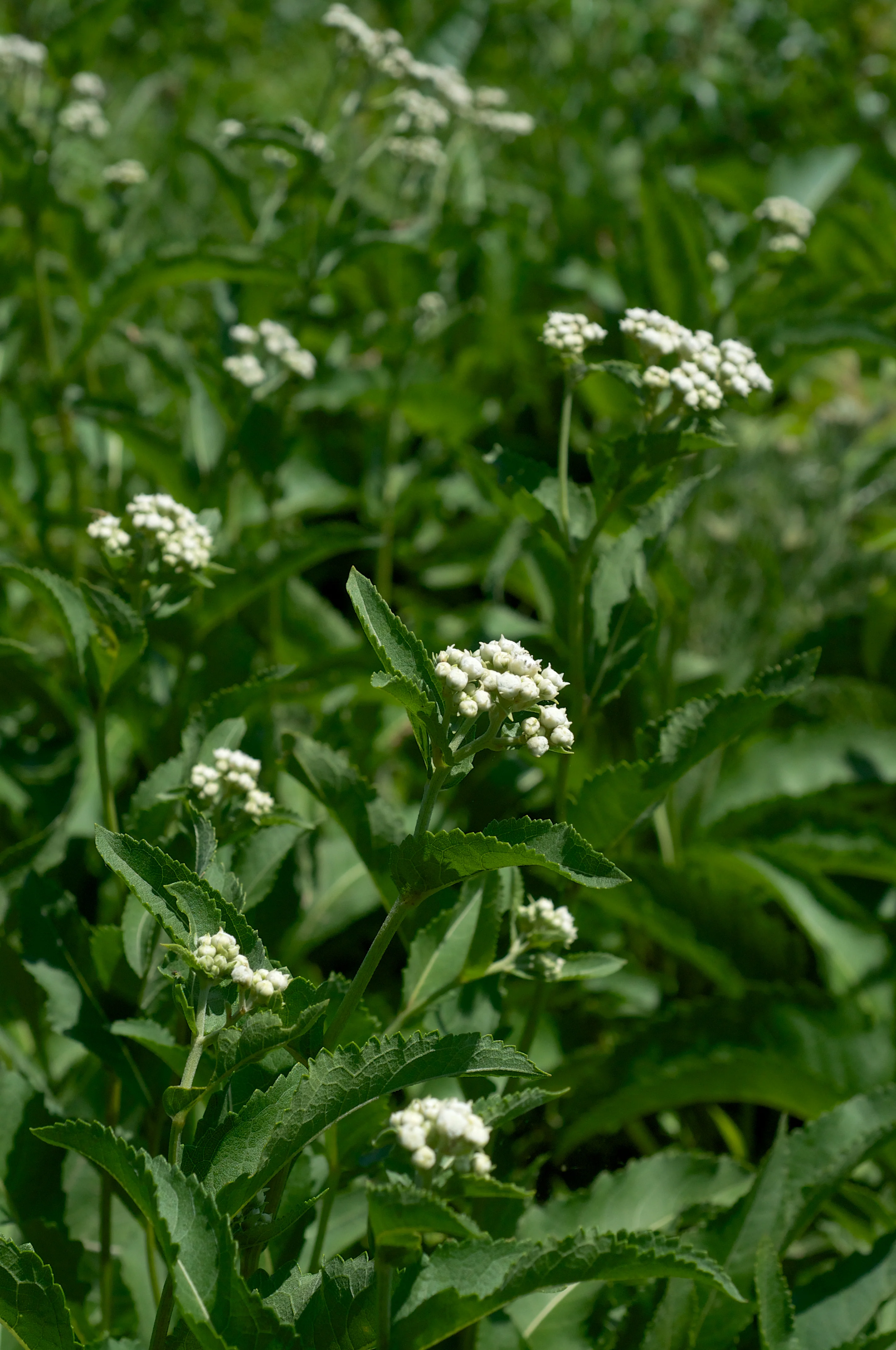 Parthenium integrifolium <br>WILD QUININE