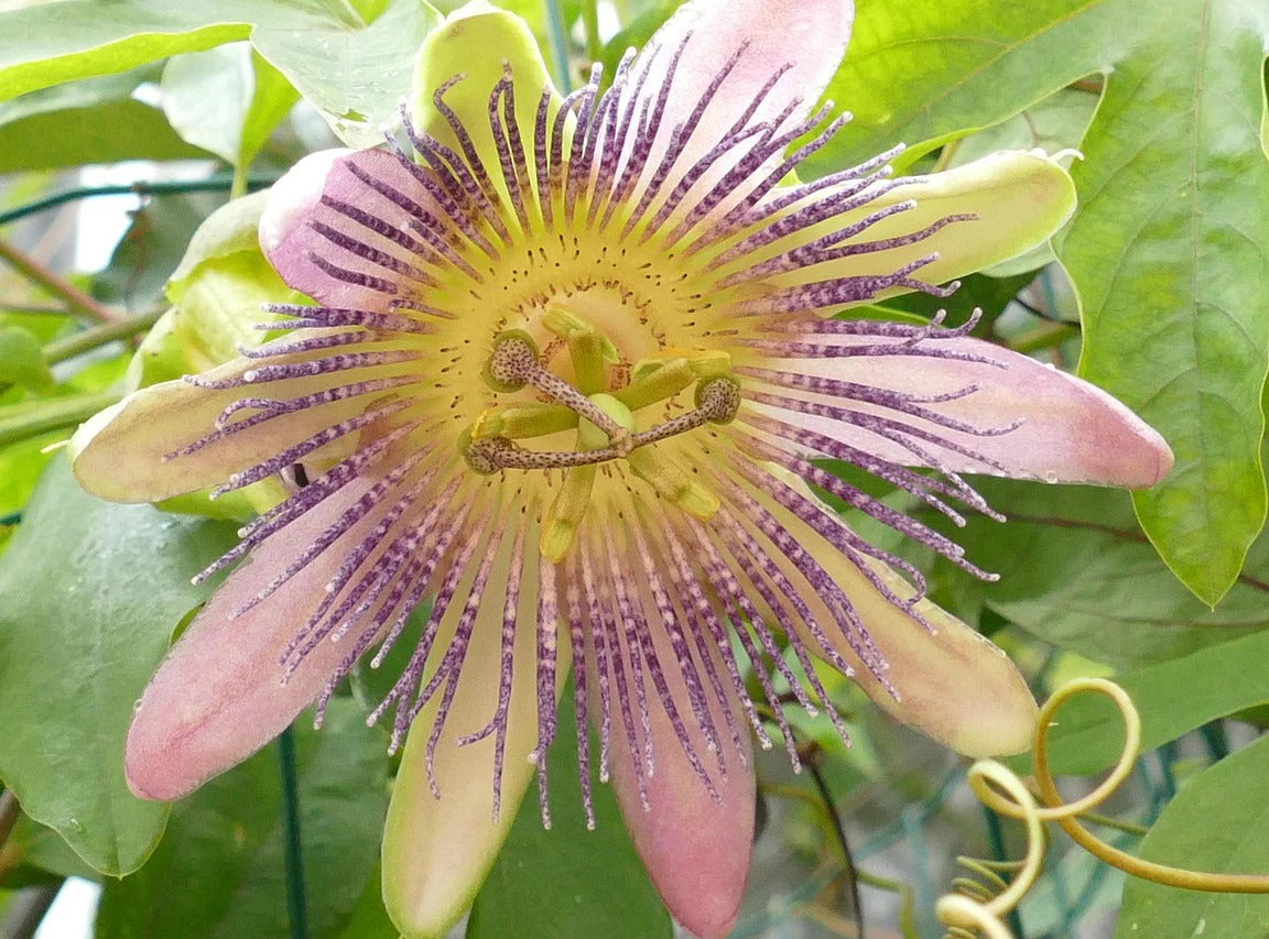 Passiflora adenopoda <br>VELCRO PASSION FLOWER VINE