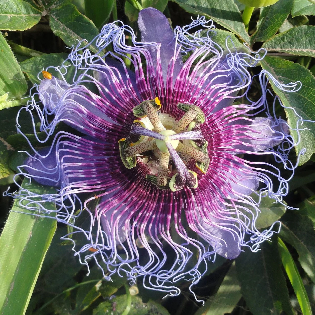 Passiflora cincinnata <br>PASSION FLOWER VINE