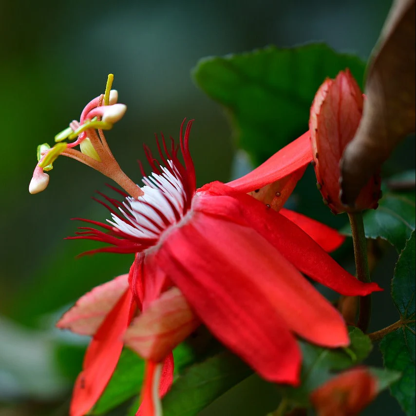 Passiflora princeps <br>PASSION VINE - Image 2
