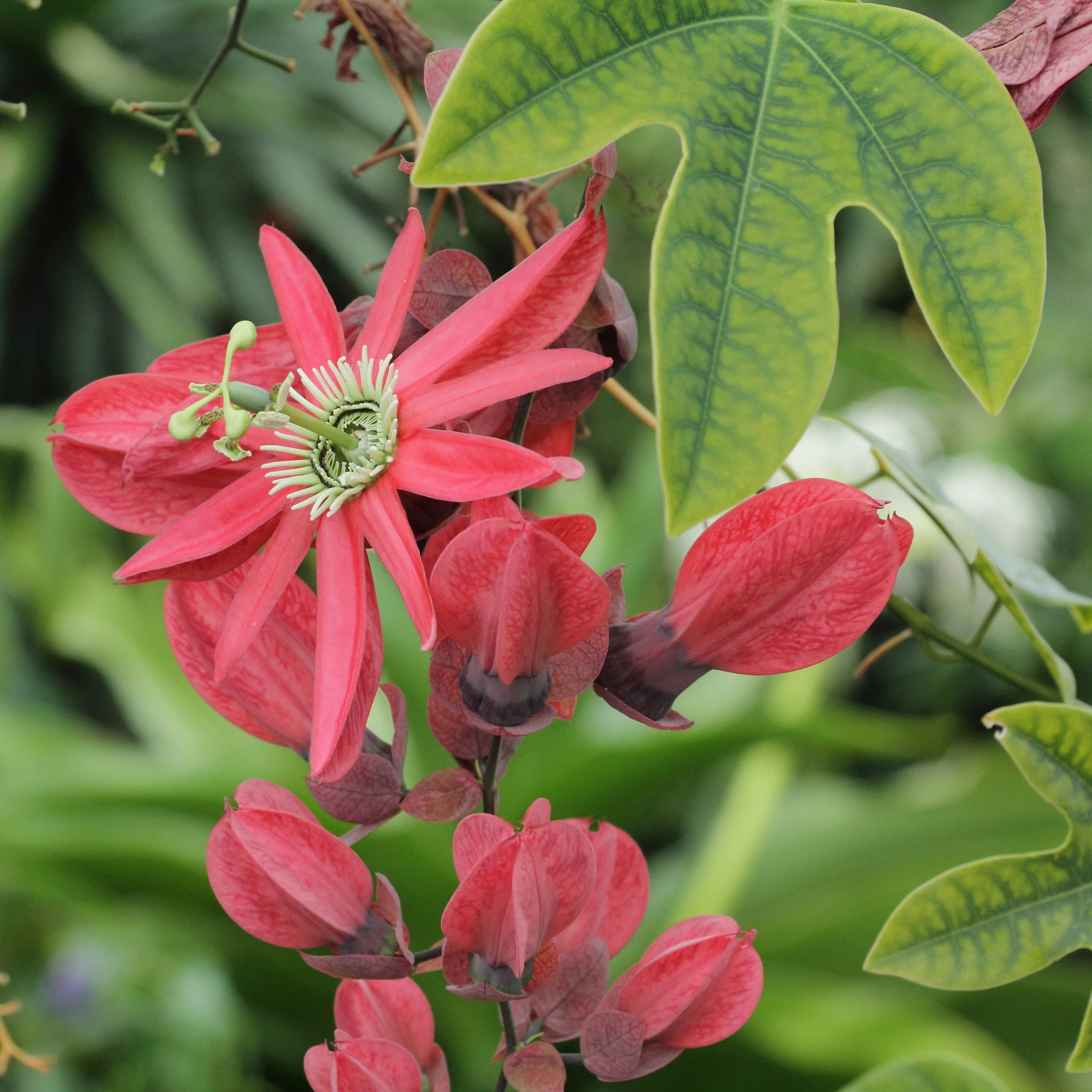 Passiflora princeps <br>PASSION VINE - Image 3