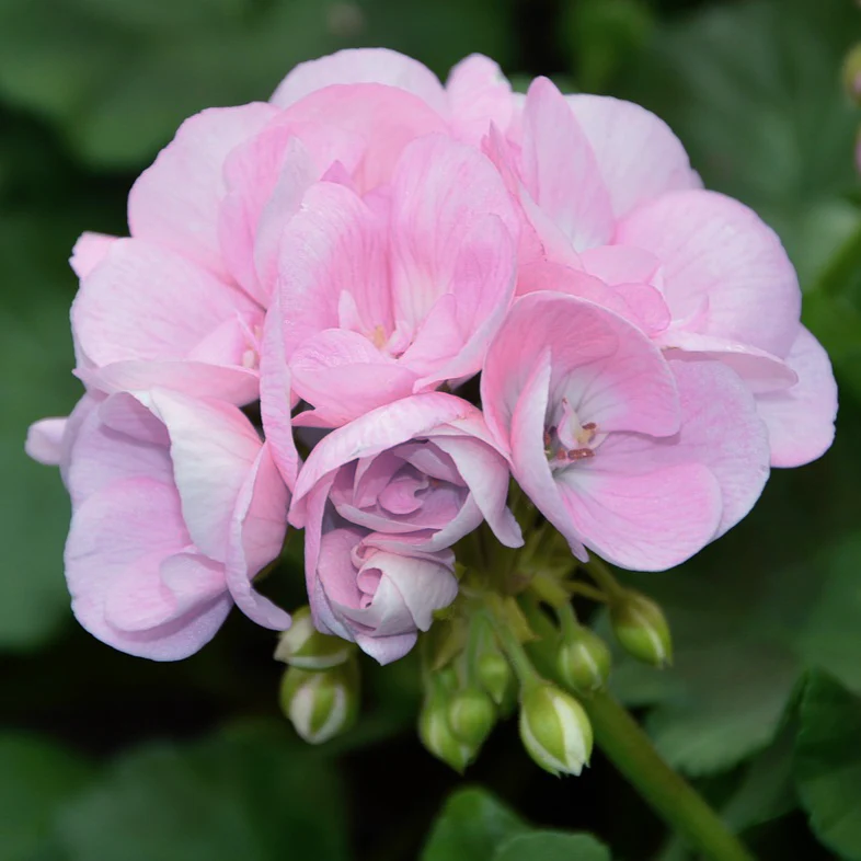 Pelargonium <br>GERANIUM QUICKSILVER