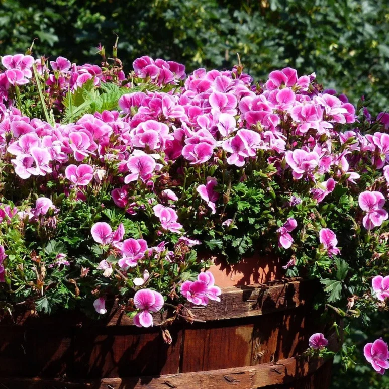 Pelargonium endlicherianum <br>ENDLICHER'S GERANIUM